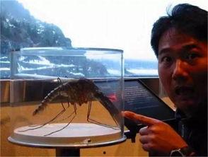 俄罗斯爆料美国蚊子视频,俄罗斯视频曝光惊人真相